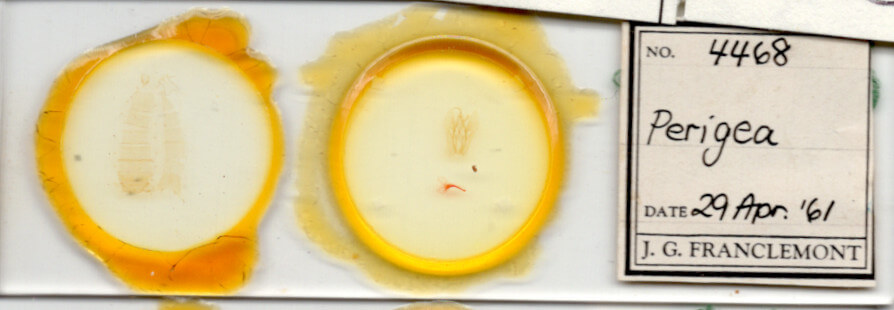 slide view of adult Perigea sp.