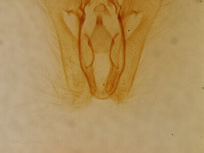 genitalia view of adult Perigea sp.