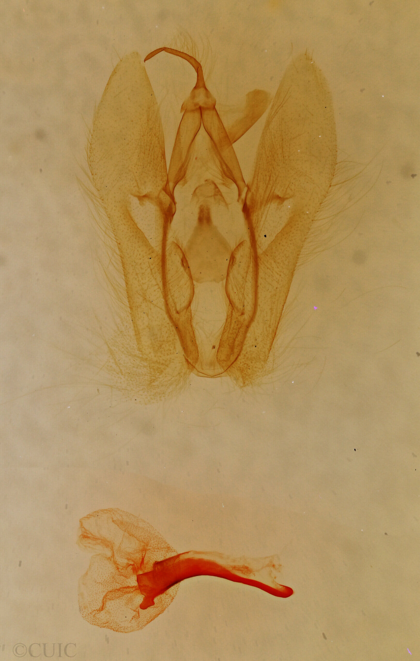 genitalia view of adult Perigea sp.