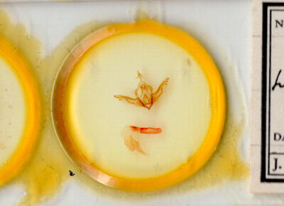 slide view of adult Lithophane sp.