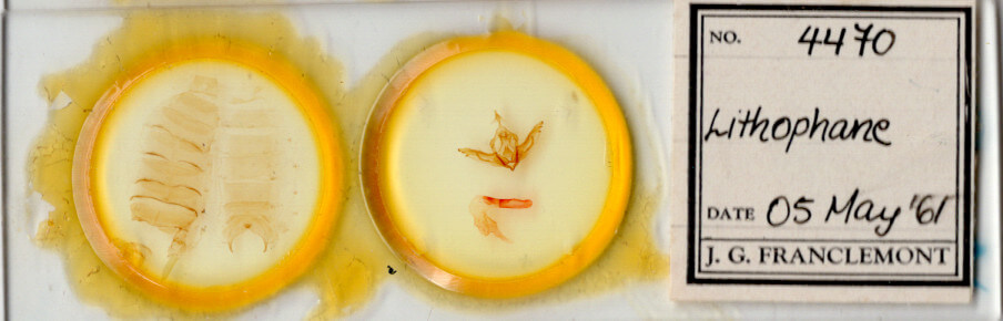 slide view of adult Lithophane sp.