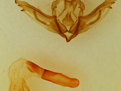 genitalia view of adult Lithophane sp.