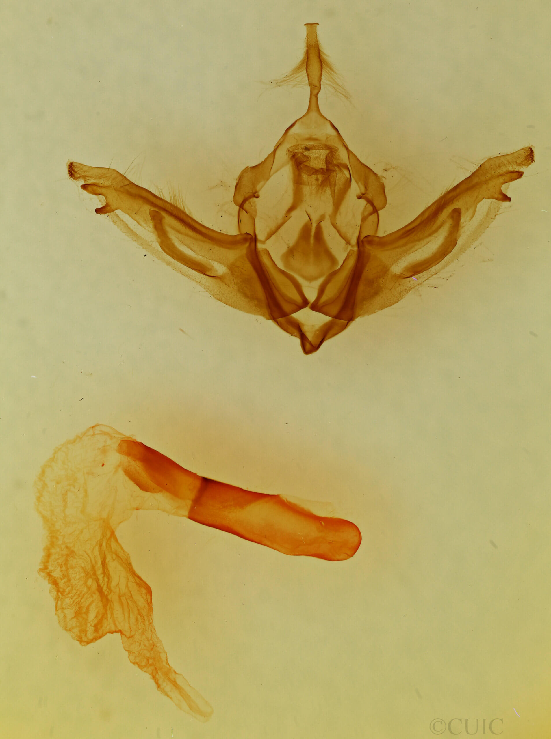 genitalia view of adult Lithophane sp.