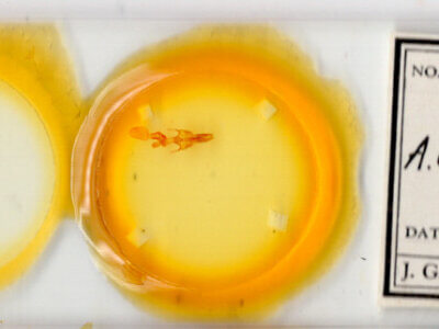 slide view of adult Mythimna sp.