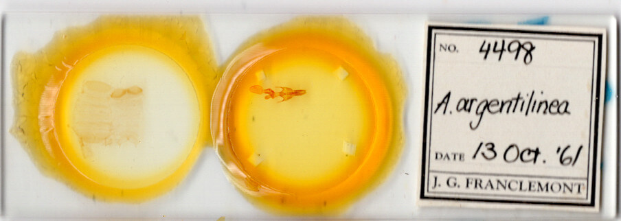 slide view of adult Mythimna sp.