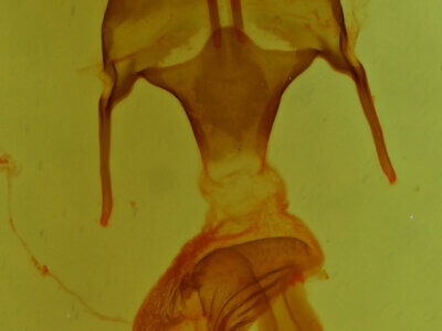 genitalia view of adult Mythimna sp.