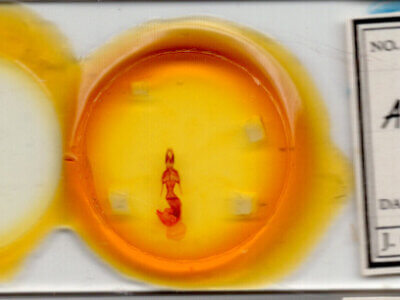 slide view of adult Mythimna sp.