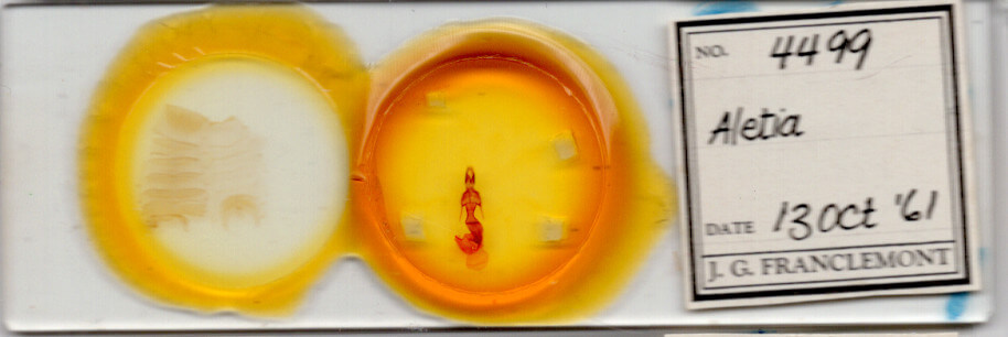 slide view of adult Mythimna sp.