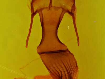 genitalia view of adult Mythimna sp.