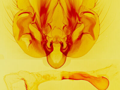 genitalia view of adult Leucania n. sp.