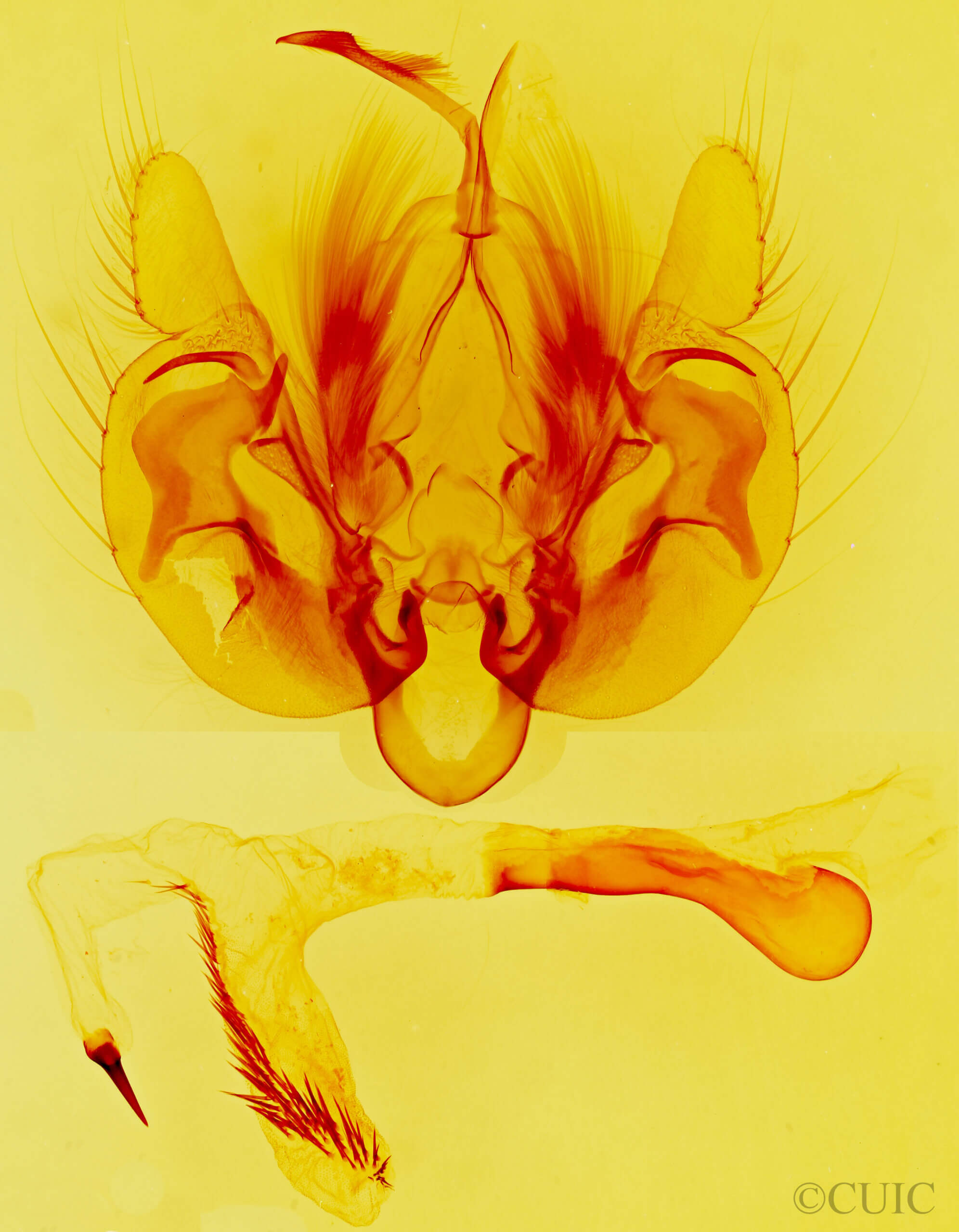 genitalia view of adult Leucania n. sp.