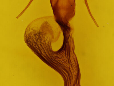 genitalia view of adult Leucania n. sp.