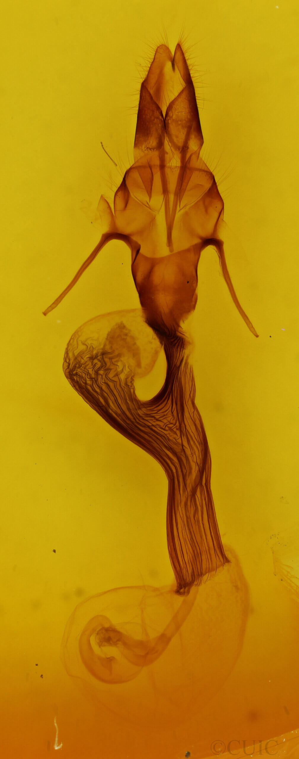 genitalia view of adult Leucania n. sp.