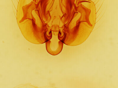genitalia view of adult Leucania n. sp.