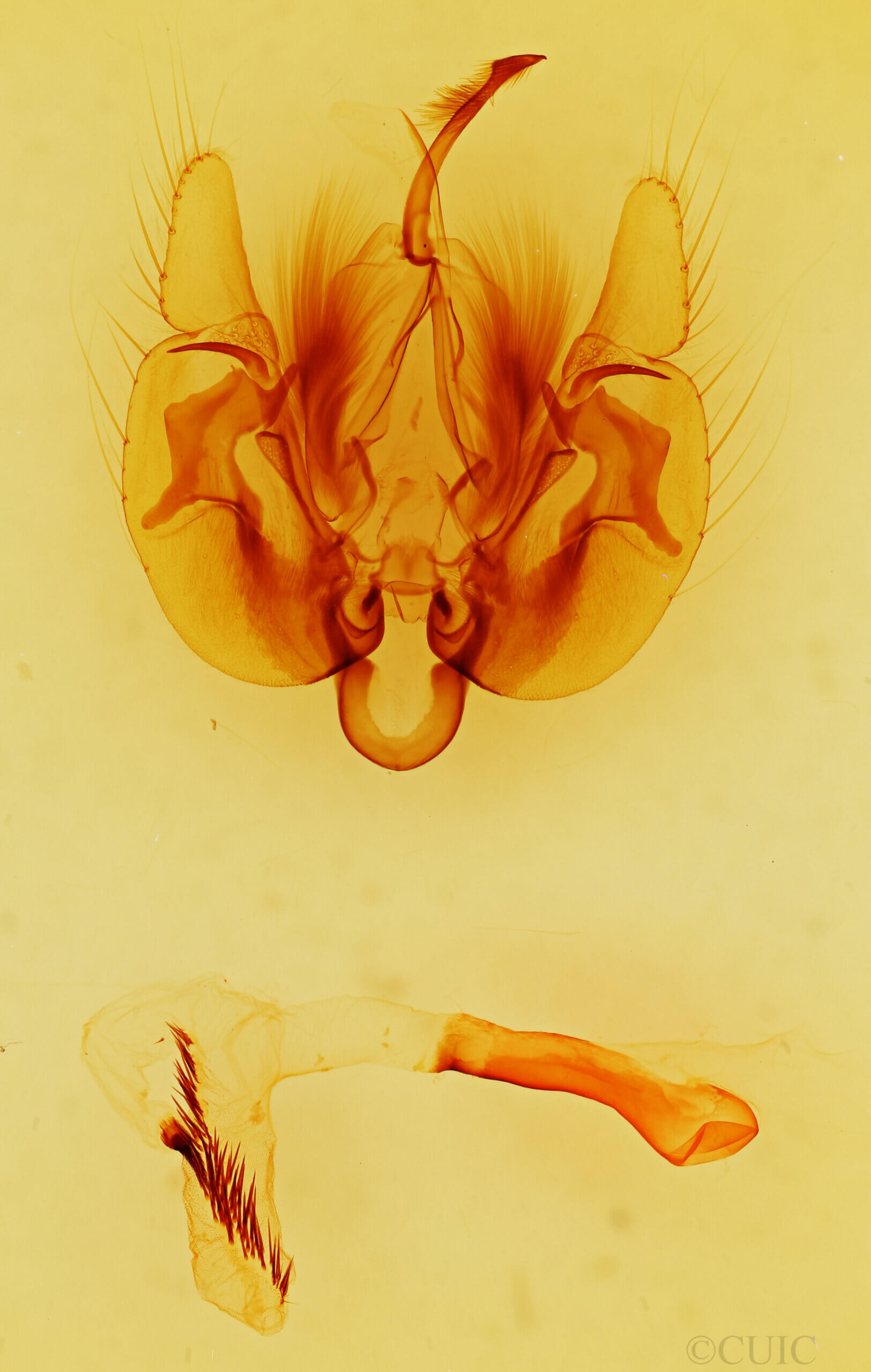 genitalia view of adult Leucania n. sp.