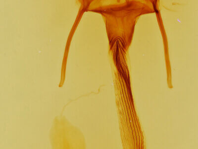 genitalia view of adult Leucania opalisans?