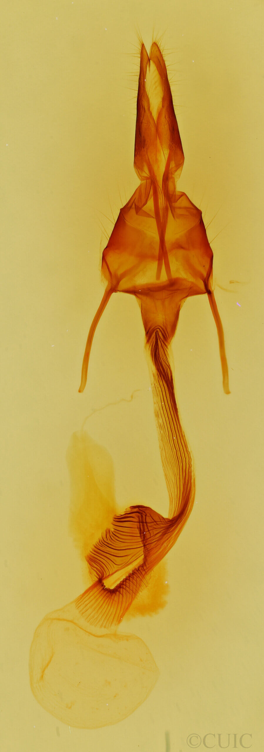 genitalia view of adult Leucania opalisans?