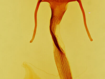 genitalia view of adult Leucania opalisans?