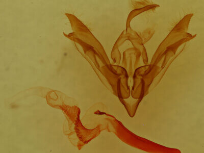 genitalia view of adult Tricholita chipeta?