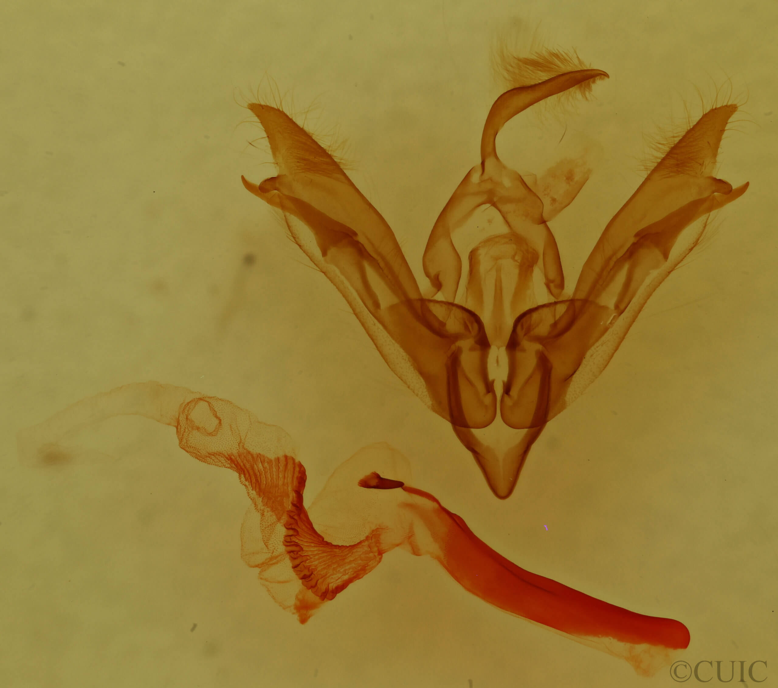 genitalia view of adult Tricholita chipeta?