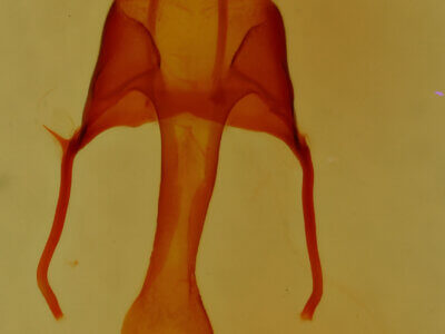 genitalia view of adult Tricholita chipeta?