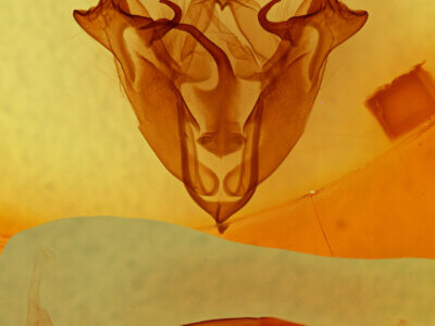 genitalia view of adult Protorthodes sp.