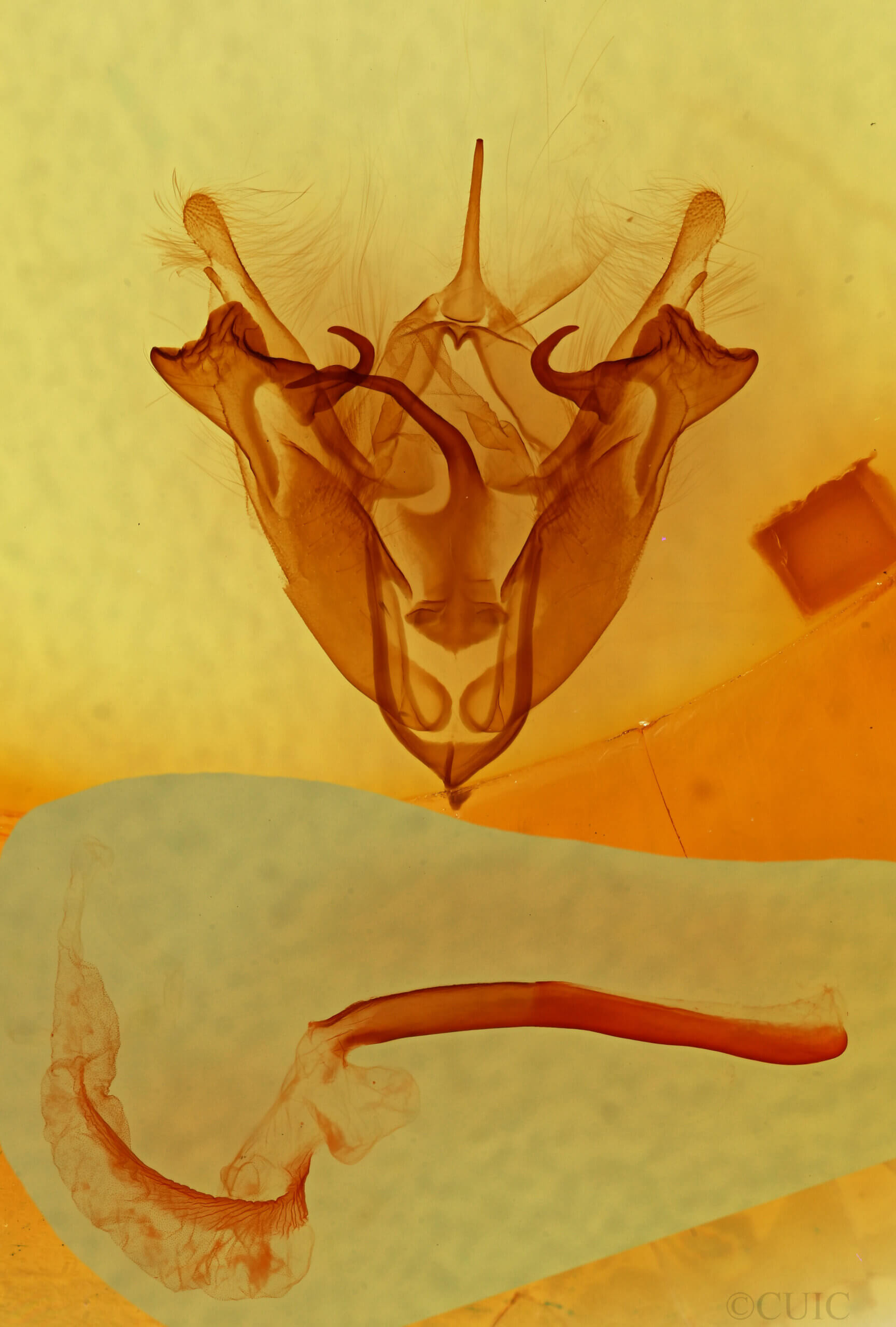 genitalia view of adult Protorthodes sp.