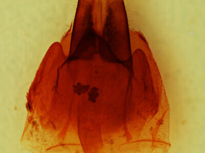 genitalia view of adult Protorthodes sp.