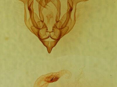 genitalia view of adult Homorthodes sp.