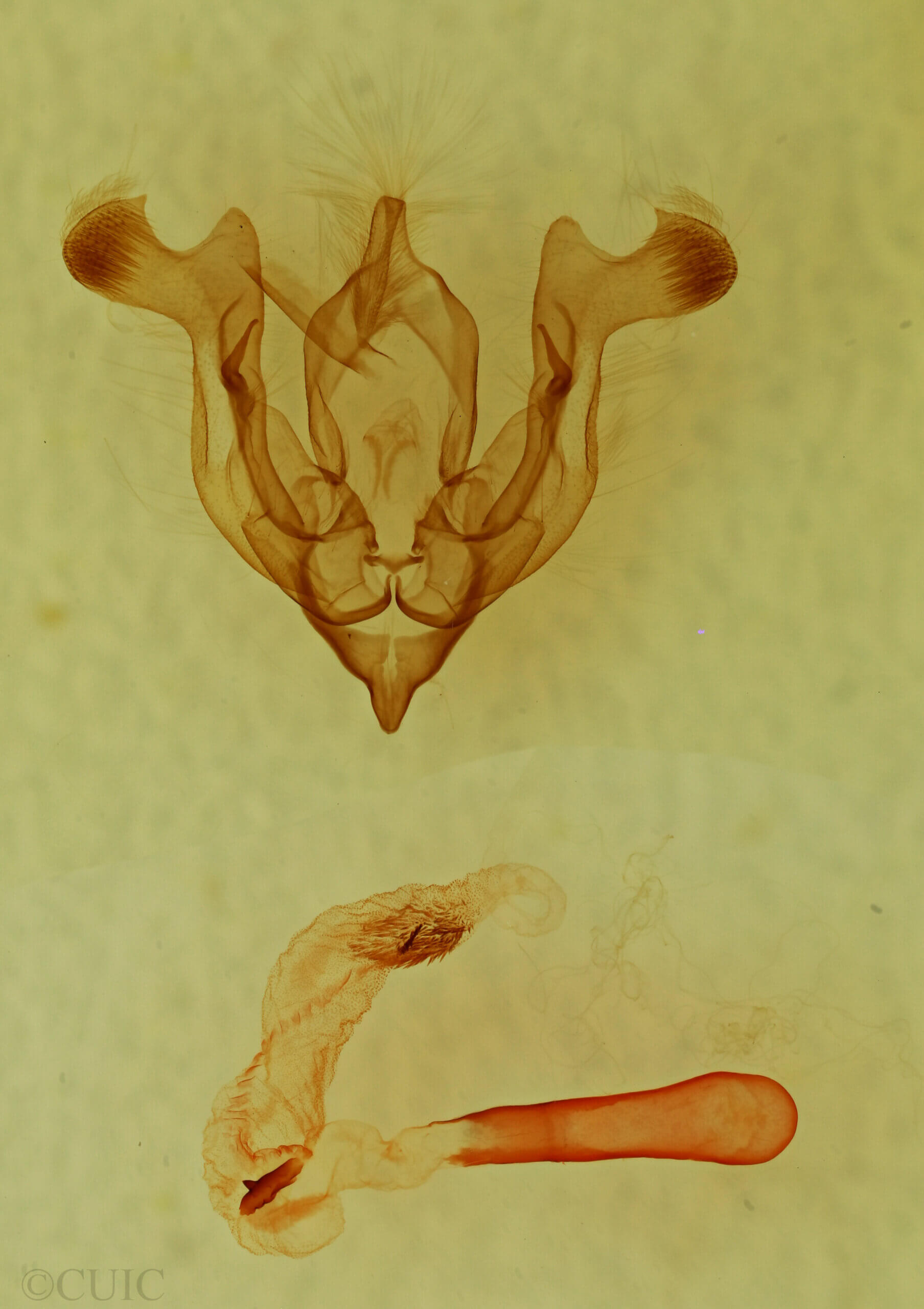 genitalia view of adult Homorthodes sp.