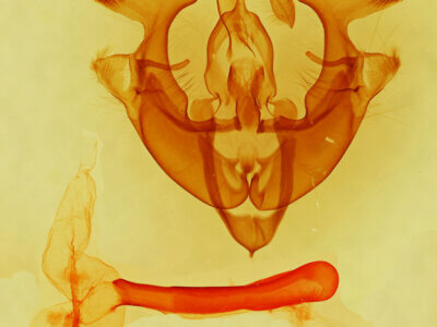 genitalia view of adult Homorthodes sp.