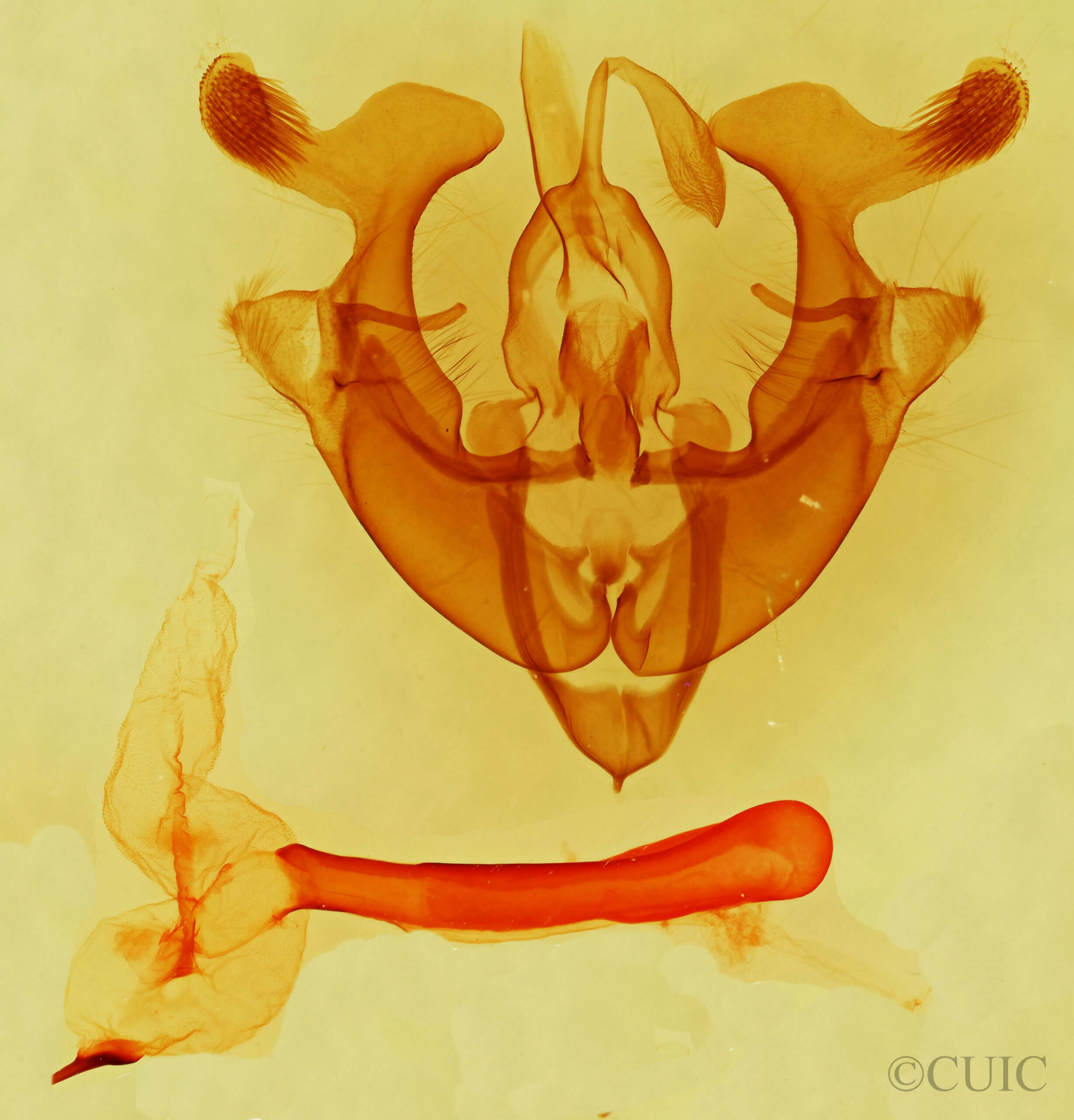 genitalia view of adult Homorthodes sp.