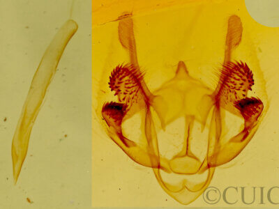 genitalia view of adult Parapheromia sp.