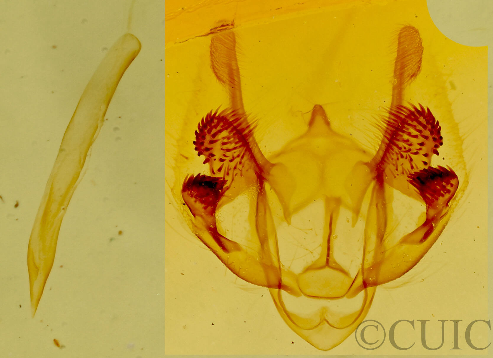 genitalia view of adult Parapheromia sp.