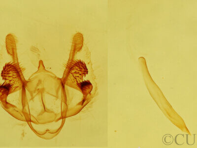 genitalia view of adult Parapheromia sp.