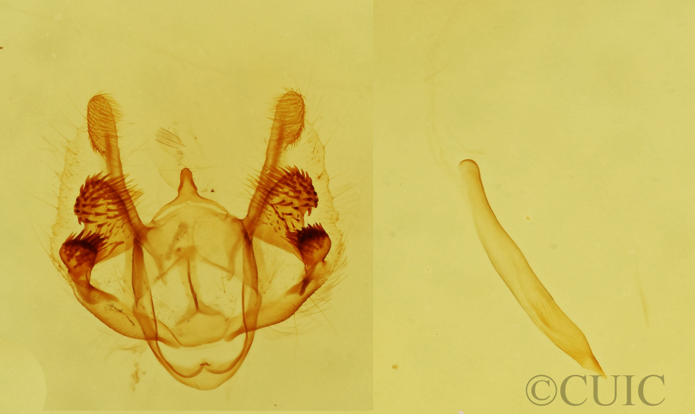 genitalia view of adult Parapheromia sp.