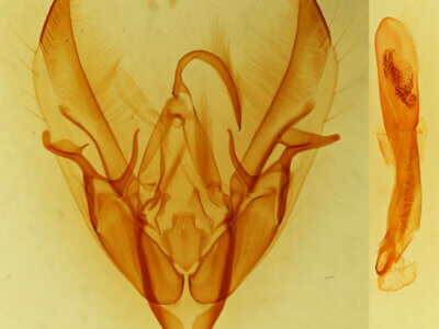 genitalia view of adult Agrotisia sp.