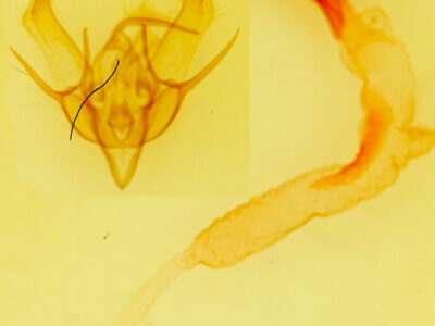 genitalia view of adult Euxoa divergens