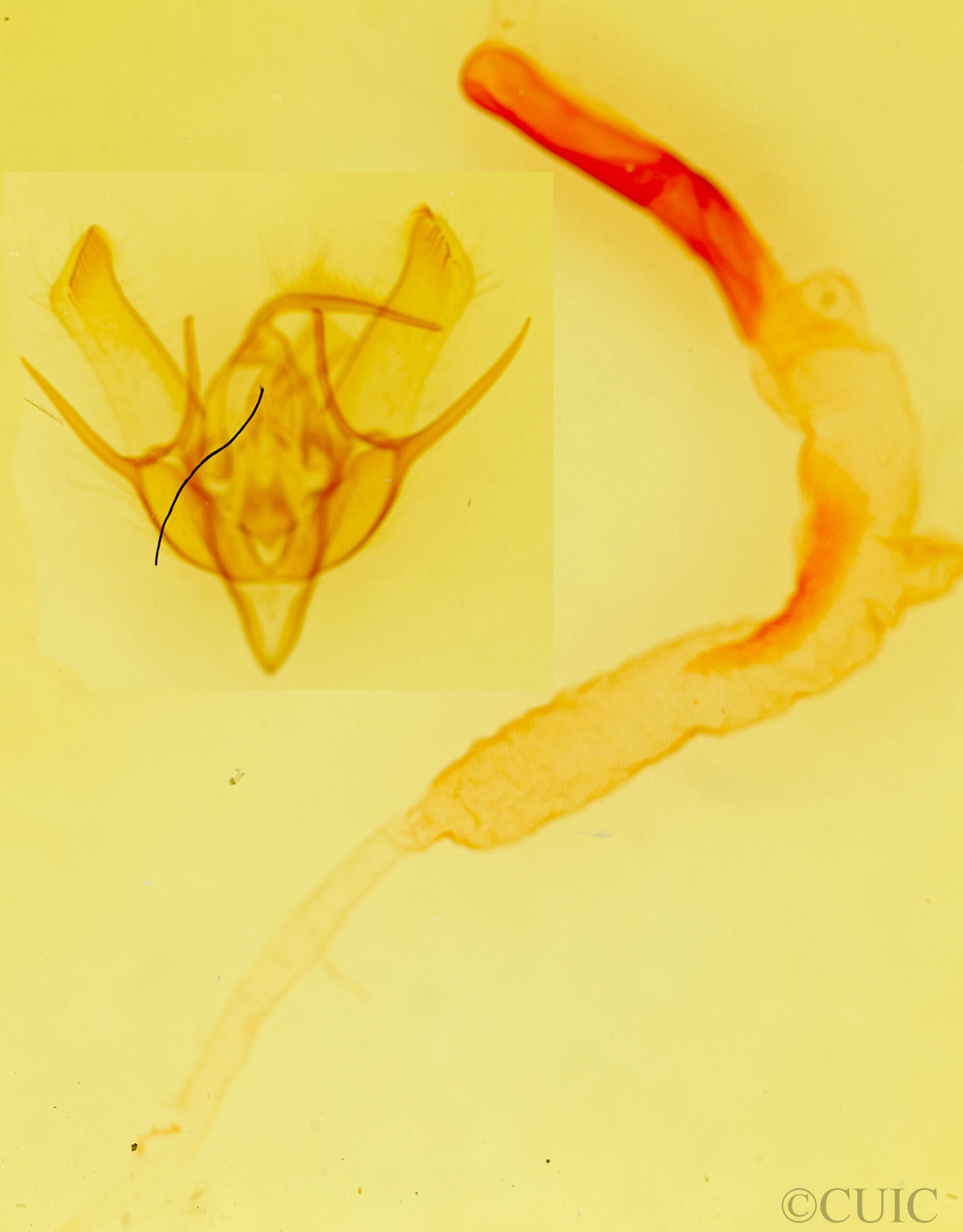 genitalia view of adult Euxoa divergens