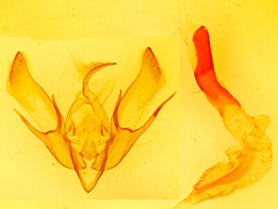 genitalia view of adult Euxoa tessellata