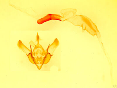 genitalia view of adult Euxoa tessellata