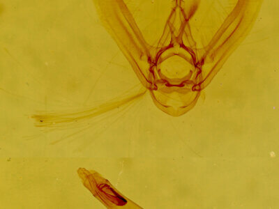 genitalia view of adult Eupithecia edna