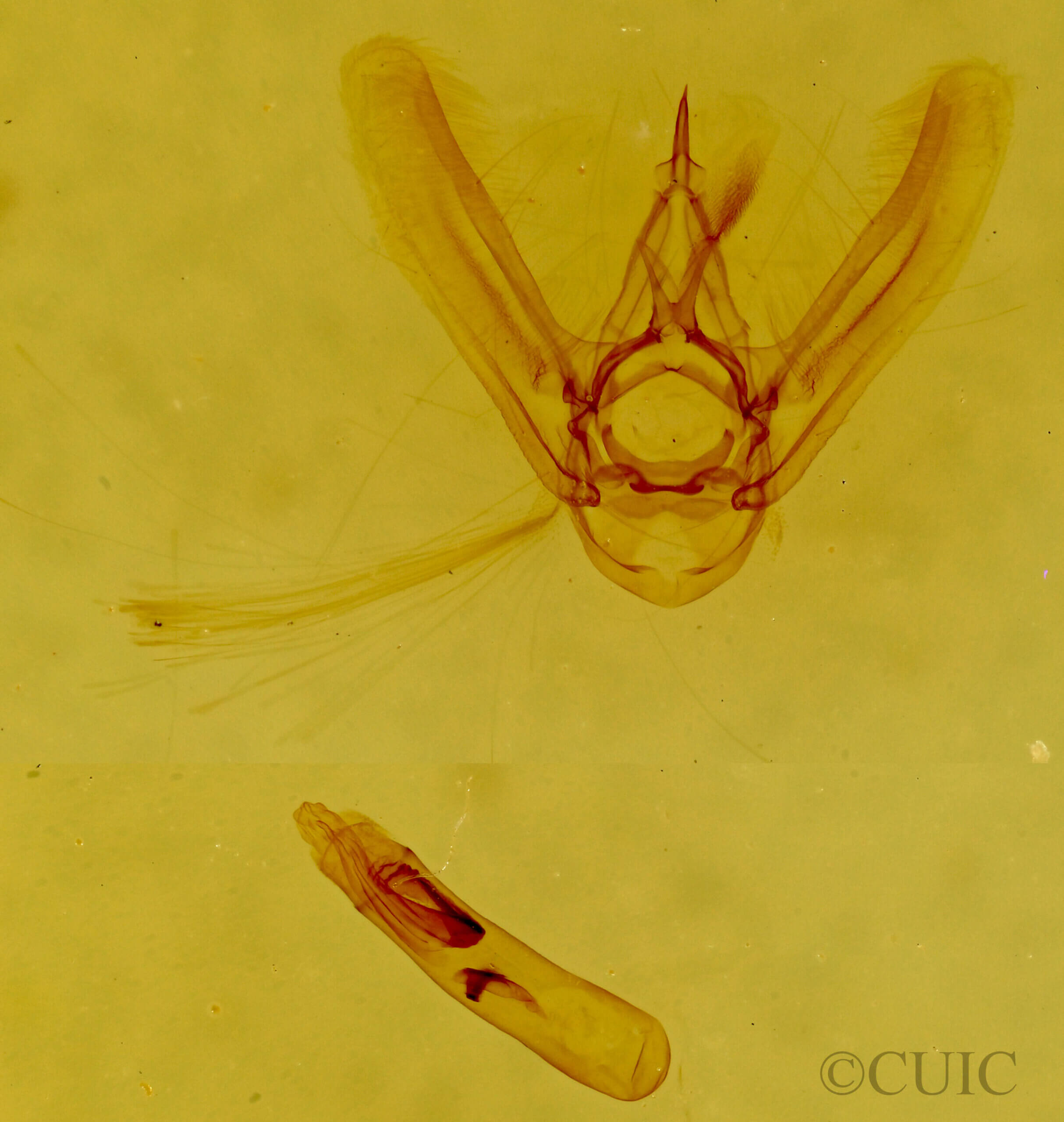 genitalia view of adult Eupithecia edna