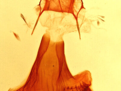 genitalia view of adult Eupithecia quakerata