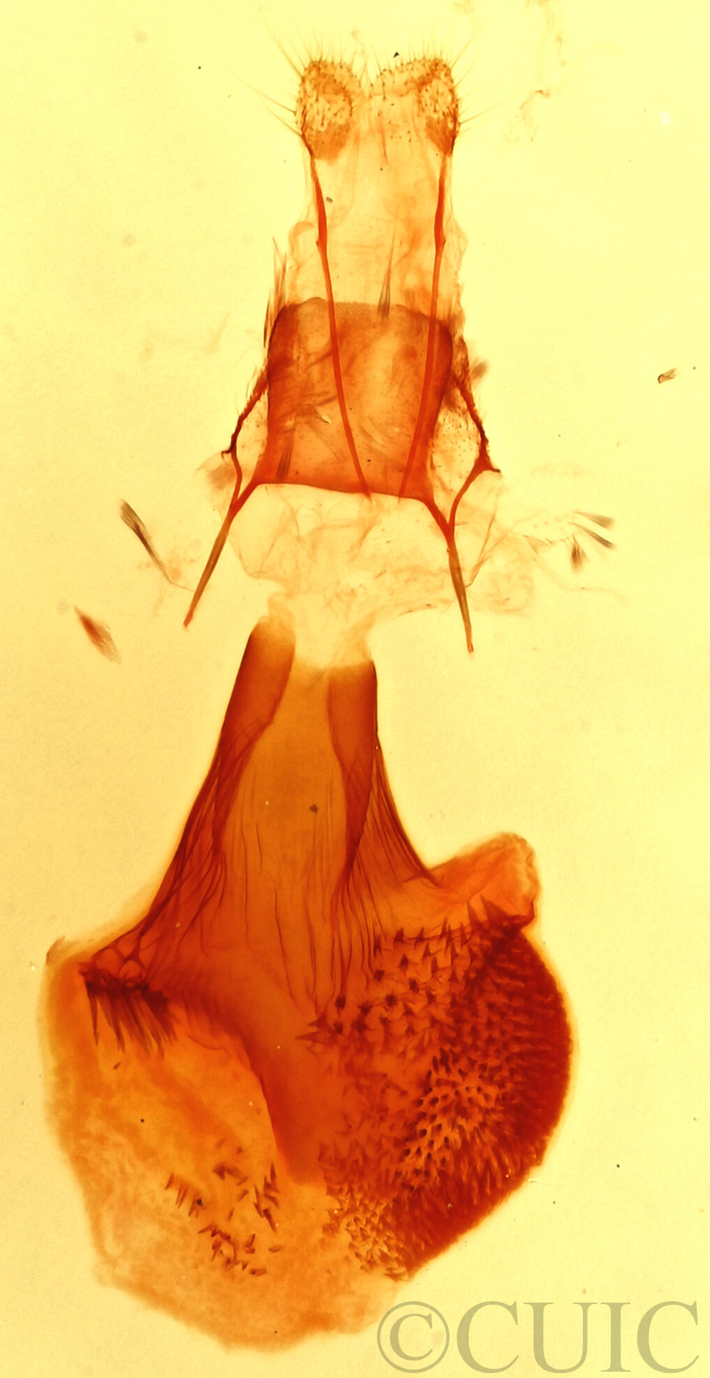 genitalia view of adult Eupithecia quakerata