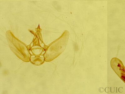 genitalia view of adult Eupithecia prostrata