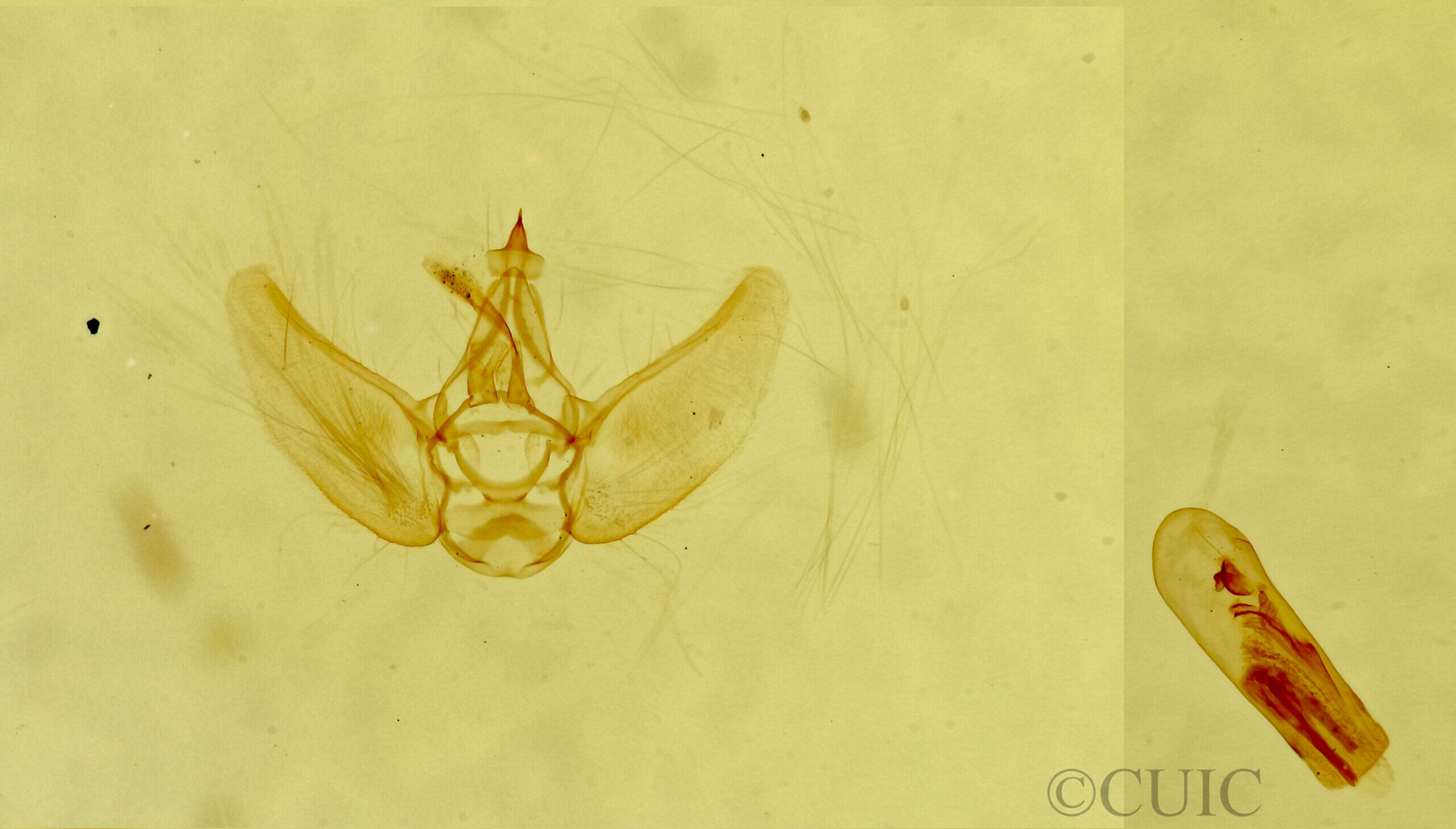 genitalia view of adult Eupithecia prostrata