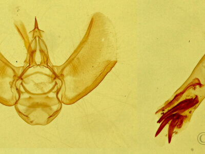 genitalia view of adult Eupithecia sp.