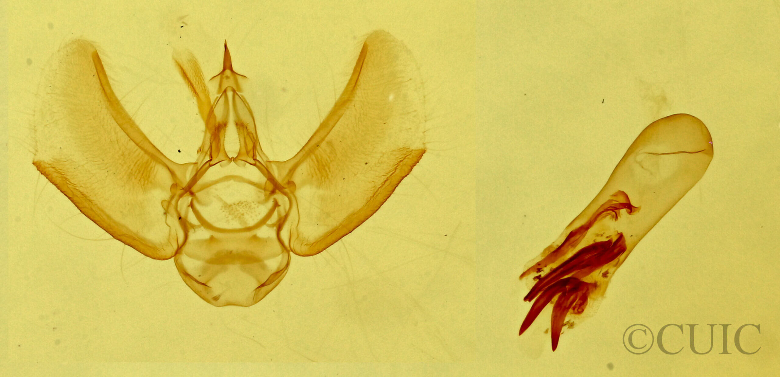 genitalia view of adult Eupithecia sp.
