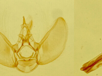 genitalia view of adult Eupithecia sp.